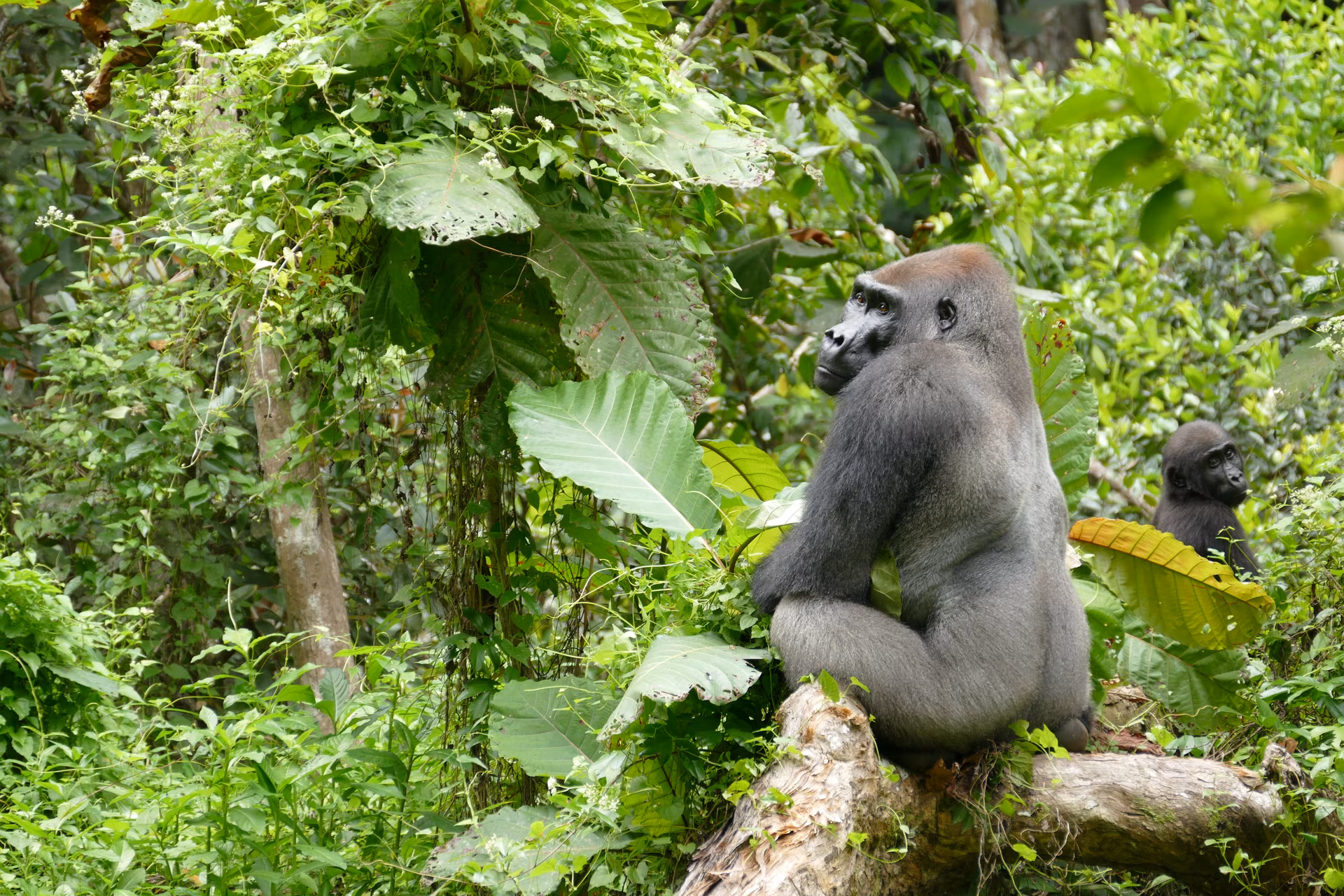 Loango, el reino de la vida salvaje