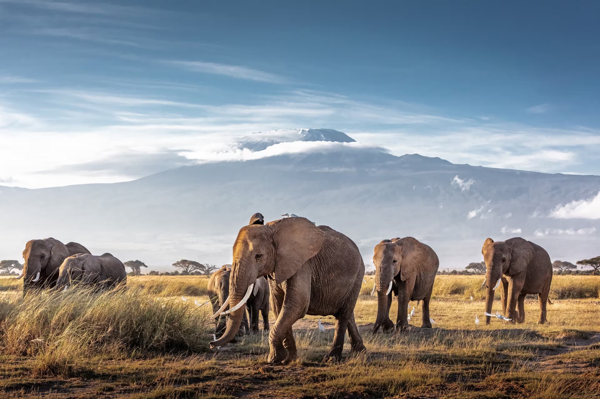 Kenya - Safari Completo