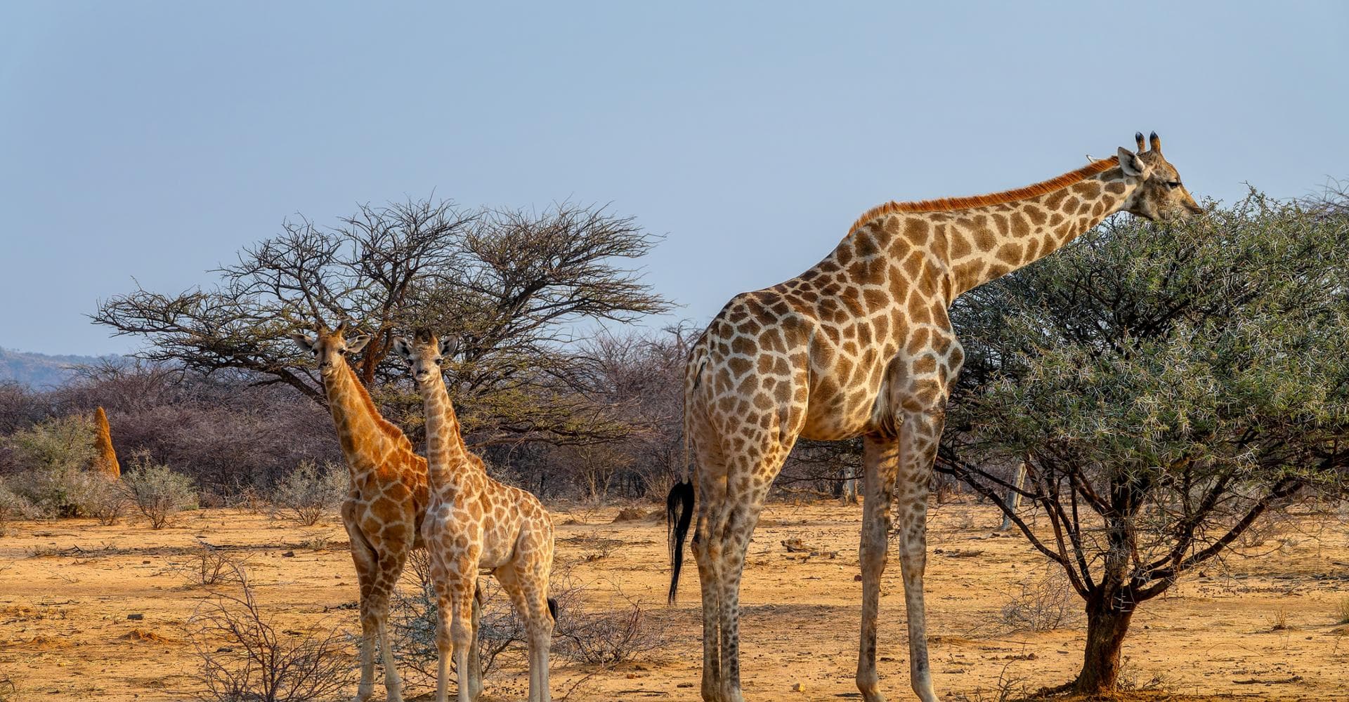 Zambia