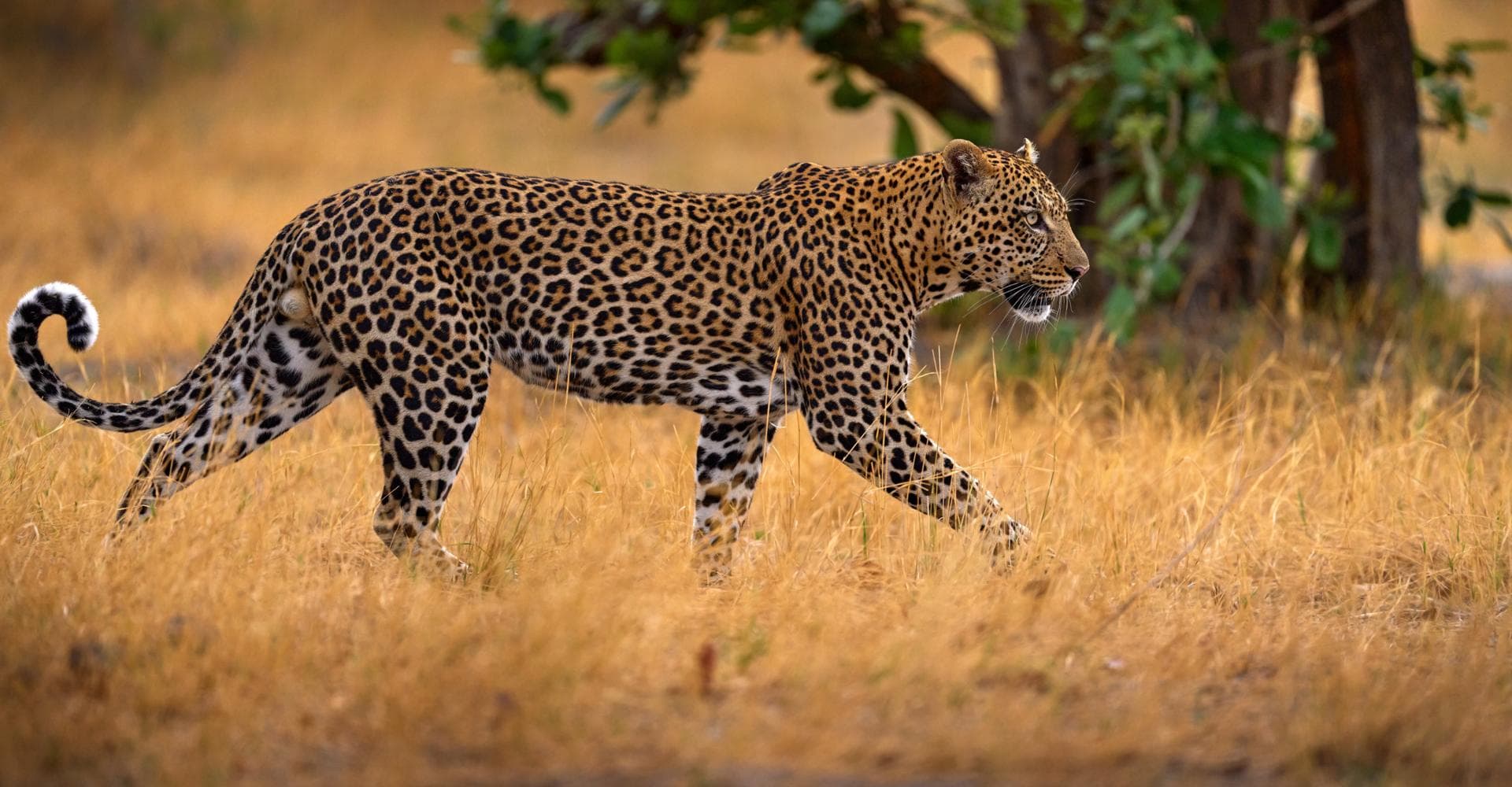 Zimbabue