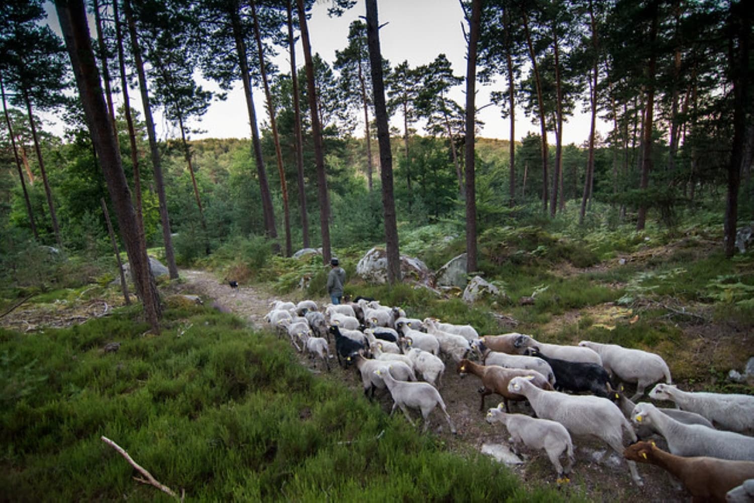 Bosque de Fontainebleau