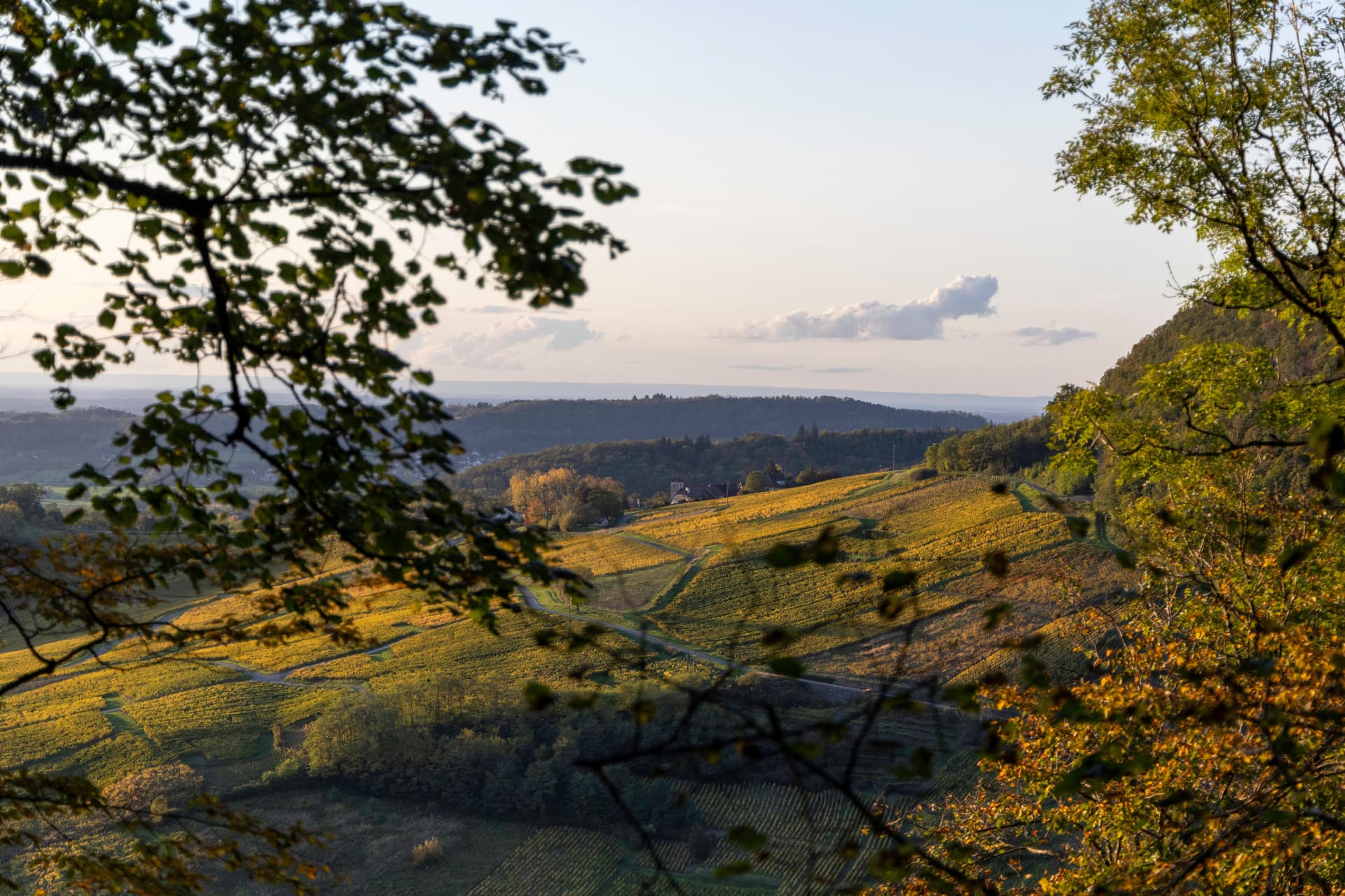 Primeros pasos en los viñedos del Jura e instalación en el castillo