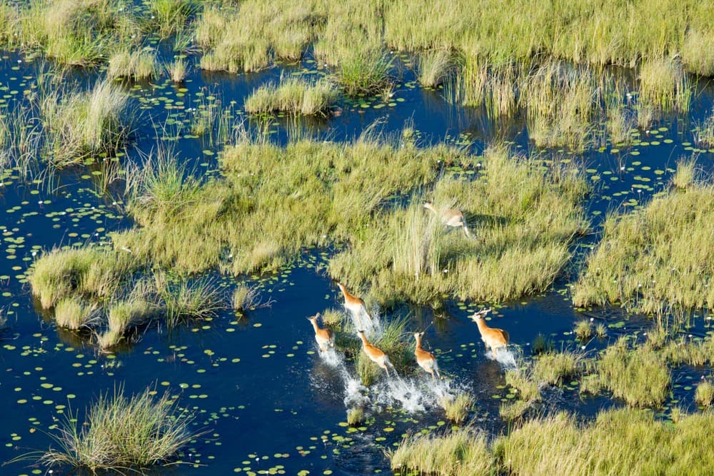 Aventura en el Delta del Okavango