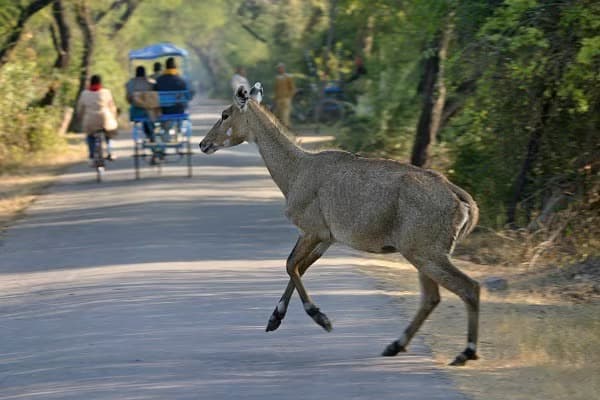 Tour en bicicleta en Rajasthan