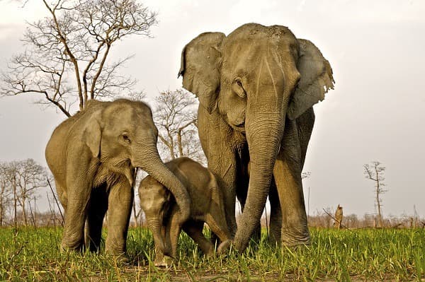 Parques Nacionales de Kaziranga y Sundarbans