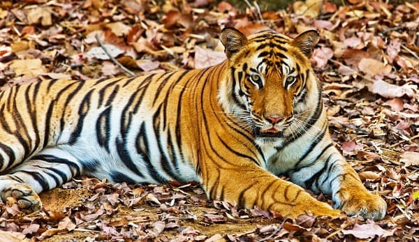 En el País del Tigre