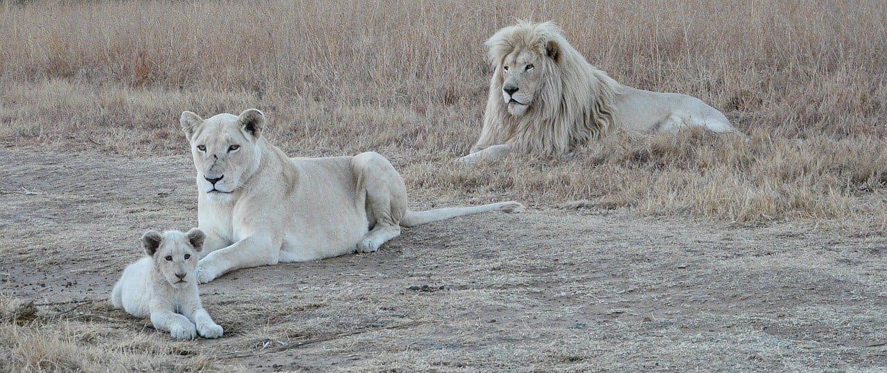 Encuentros en las Tierras del León Blanco