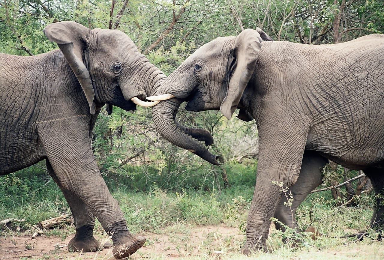Safari en familia en el Kruger
