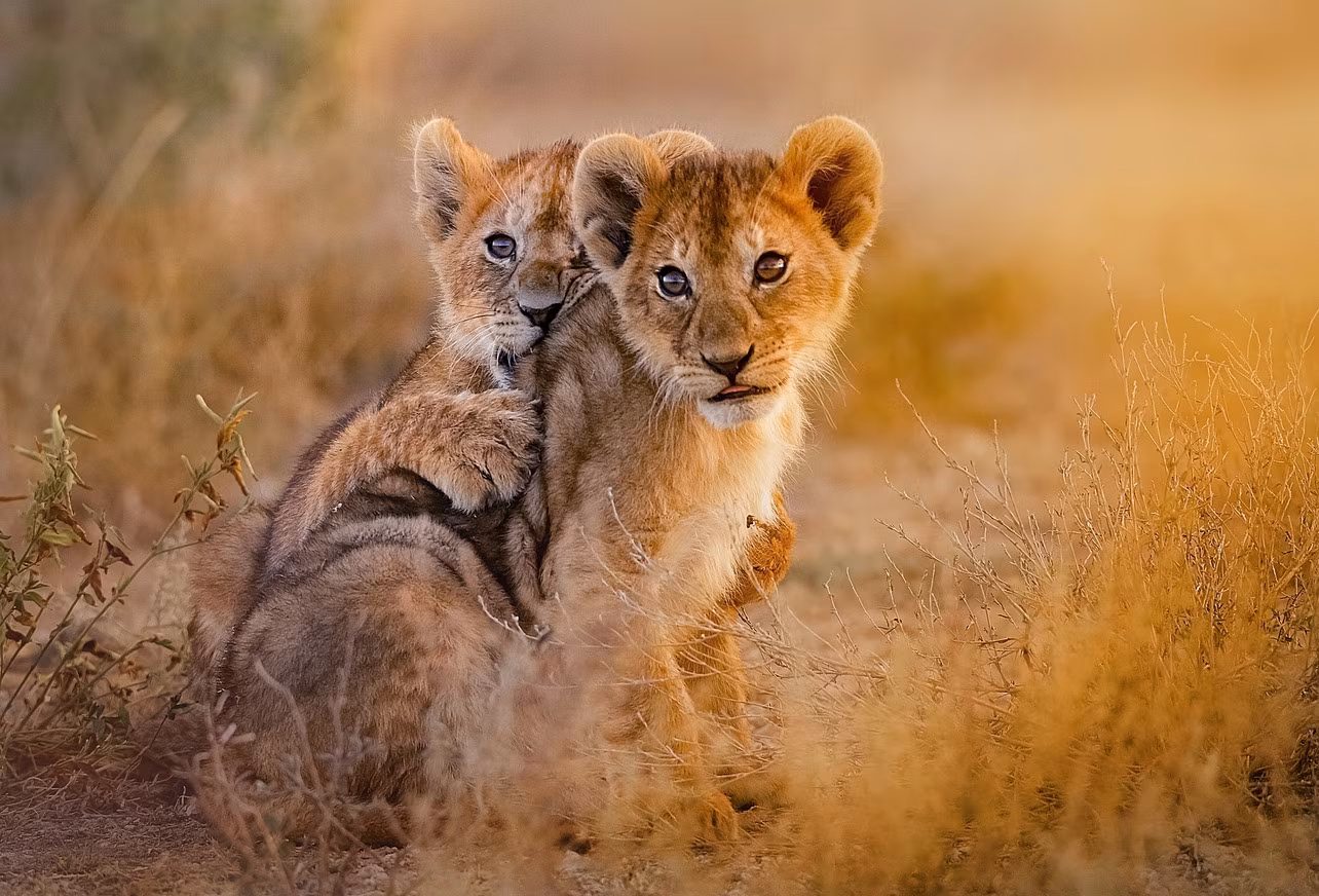 Safaris infinitos en Mabula
