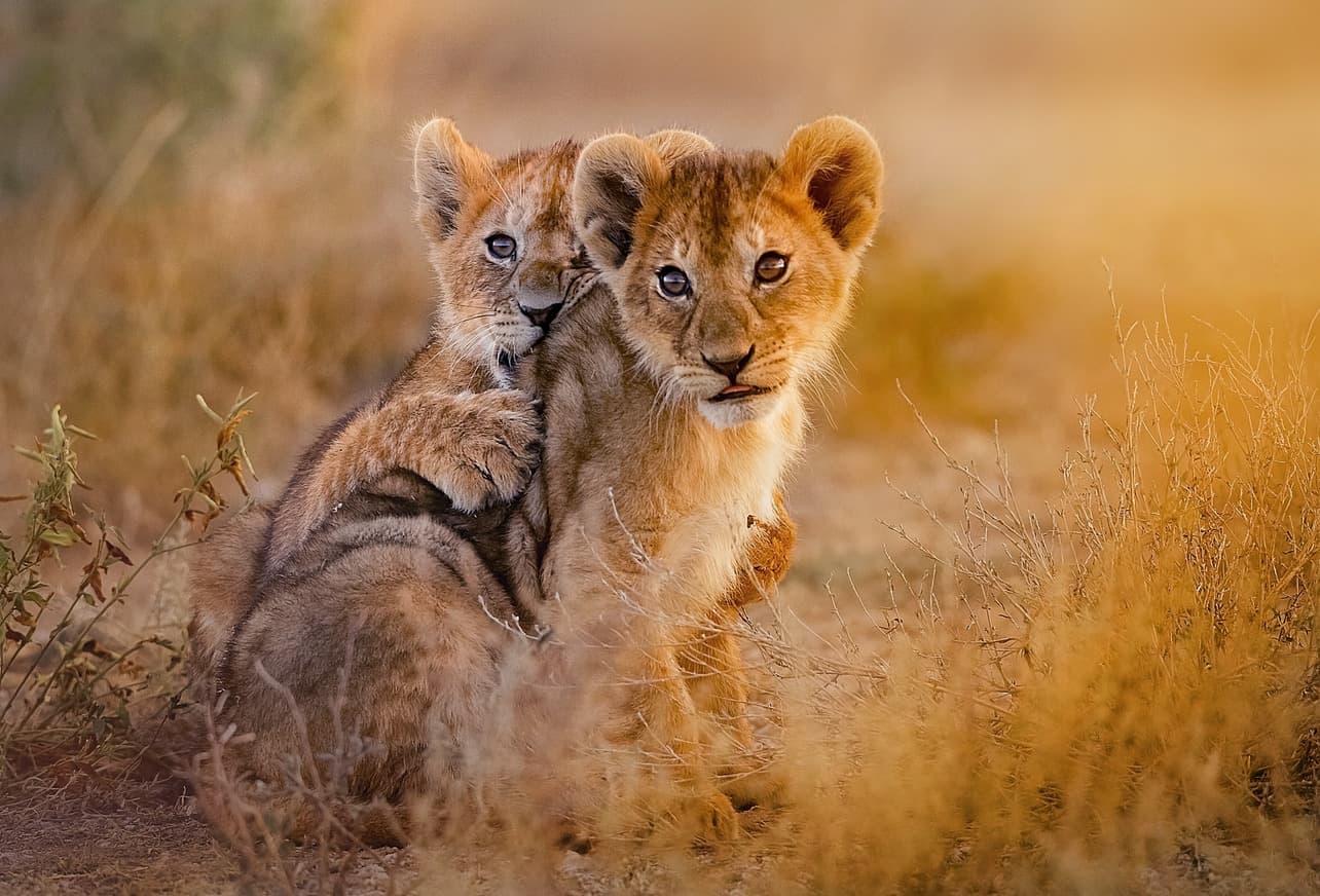 Safaris infinitos en Mabula