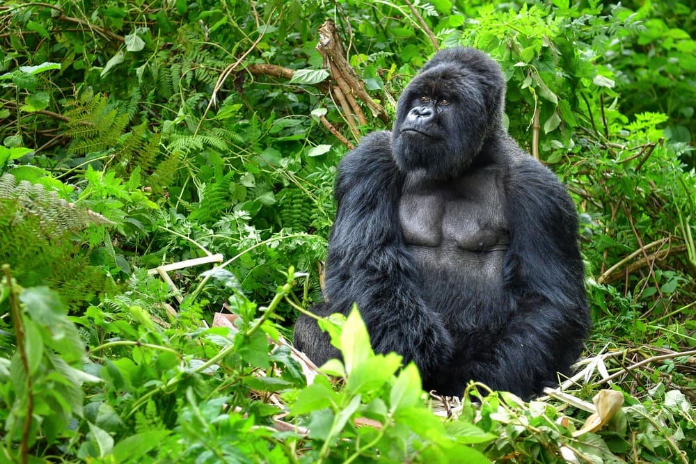 Les Gorilles de Bwindi