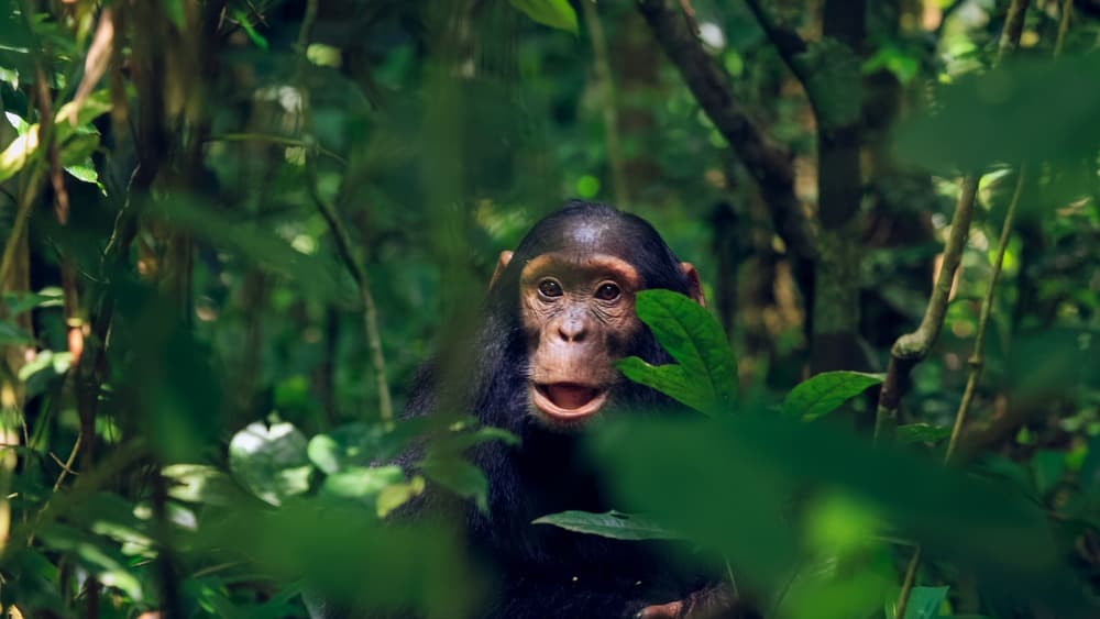 Rencontre avec les primates de l'Ouganda