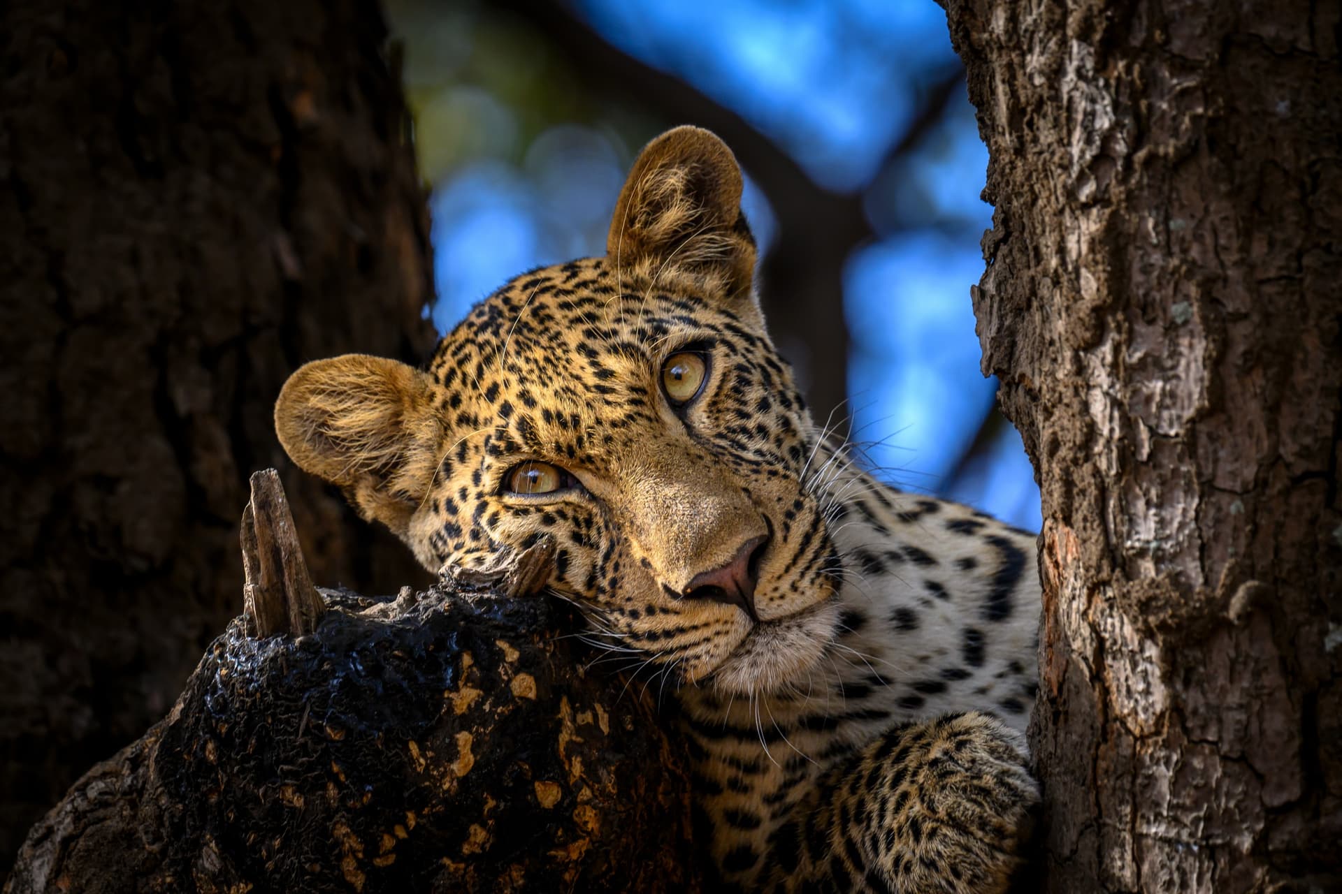 Safari de Luna de Miel en Zambia