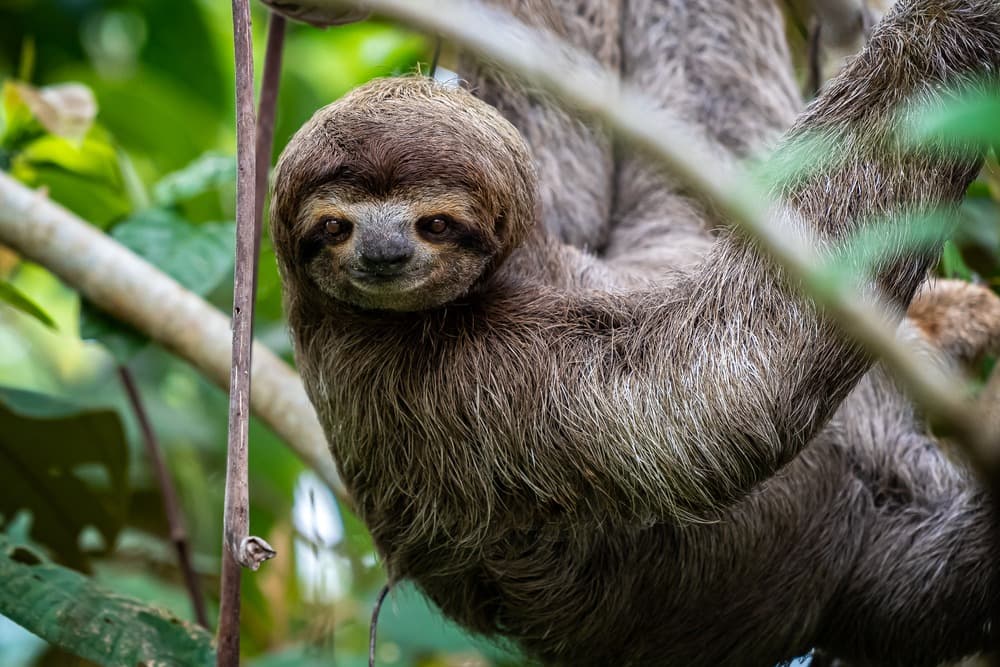 Découverte de la Faune du Costa Rica