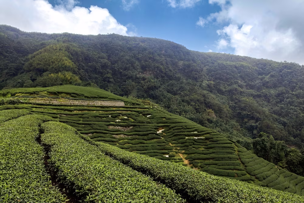 Escapada por la Ruta de los Tés: De Maokong a Sanxia