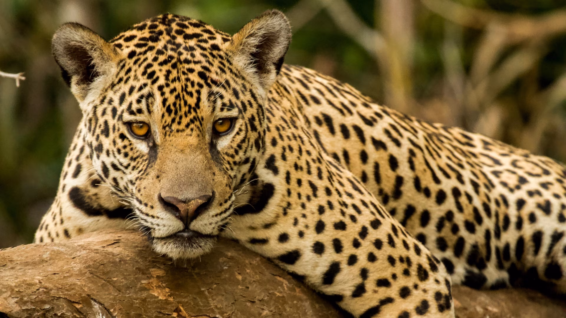 Chapada, Nobres y Pantanal: una aventura salvaje