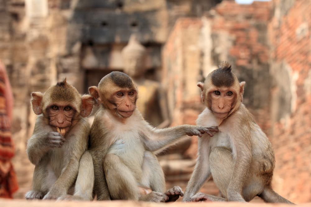 singe lopburi