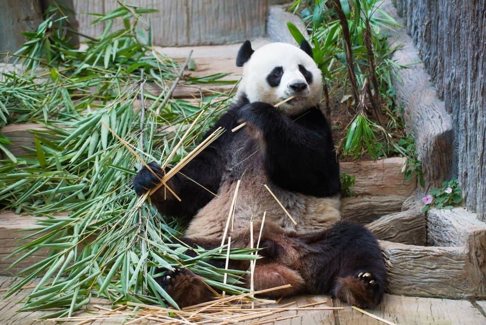Zoo de Chiang Mai