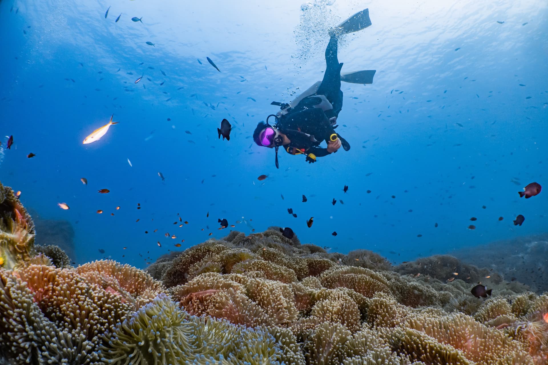 ¿Cuáles son los mejores sitios de buceo en Koh Tao?