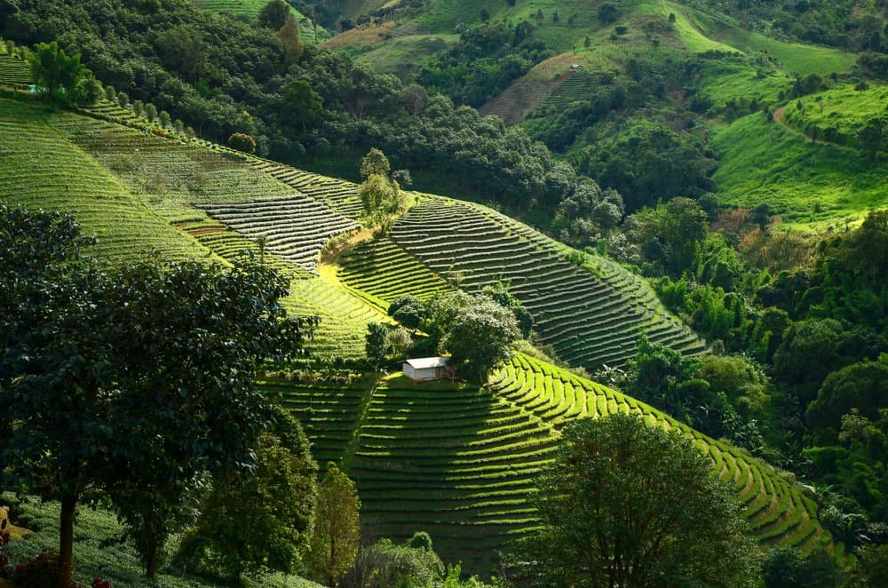 Montaña Doi Mae Salong