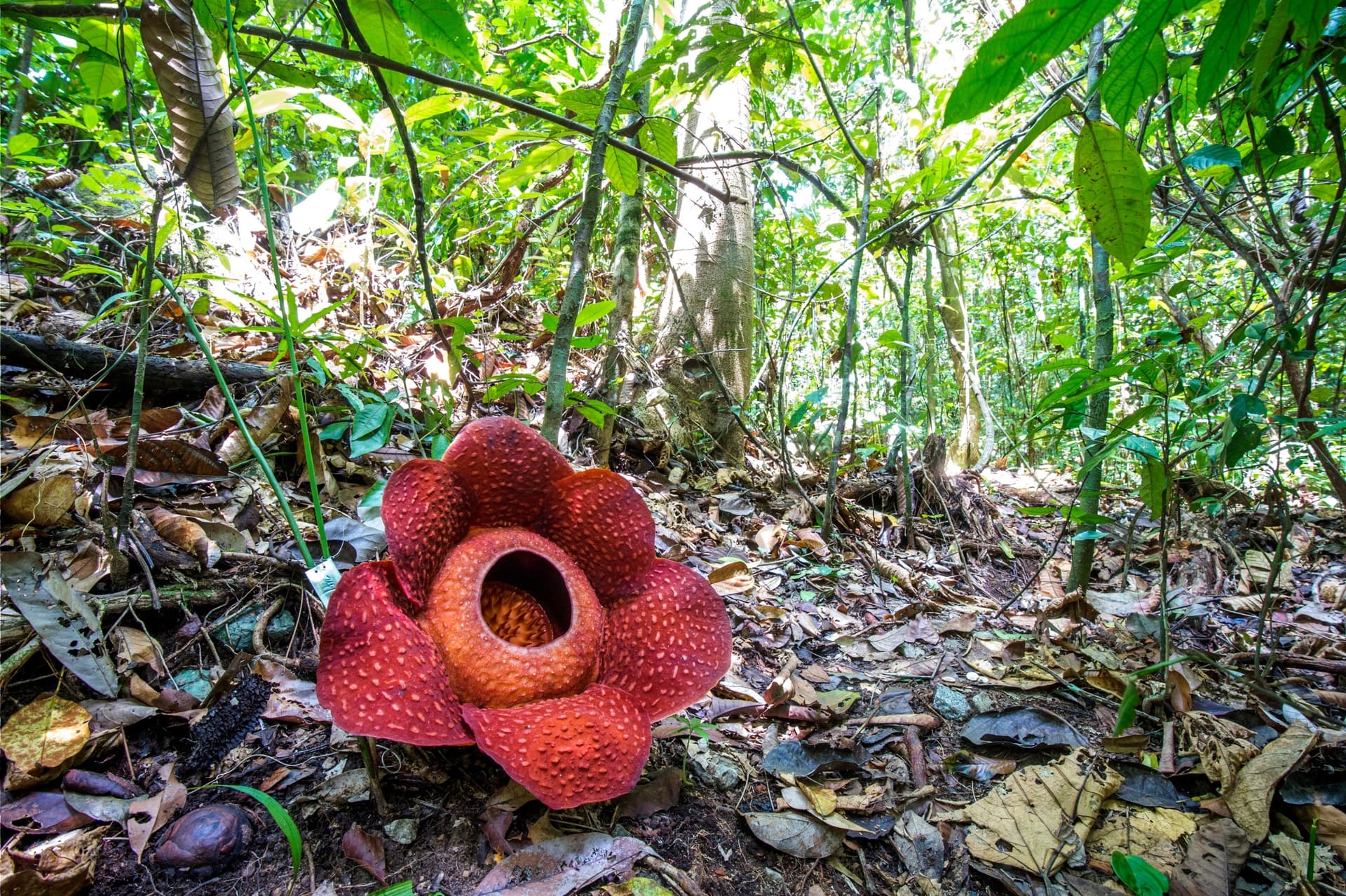 ¿Dónde ver la Rafflesia, la flor más grande del mundo, en Tailandia?