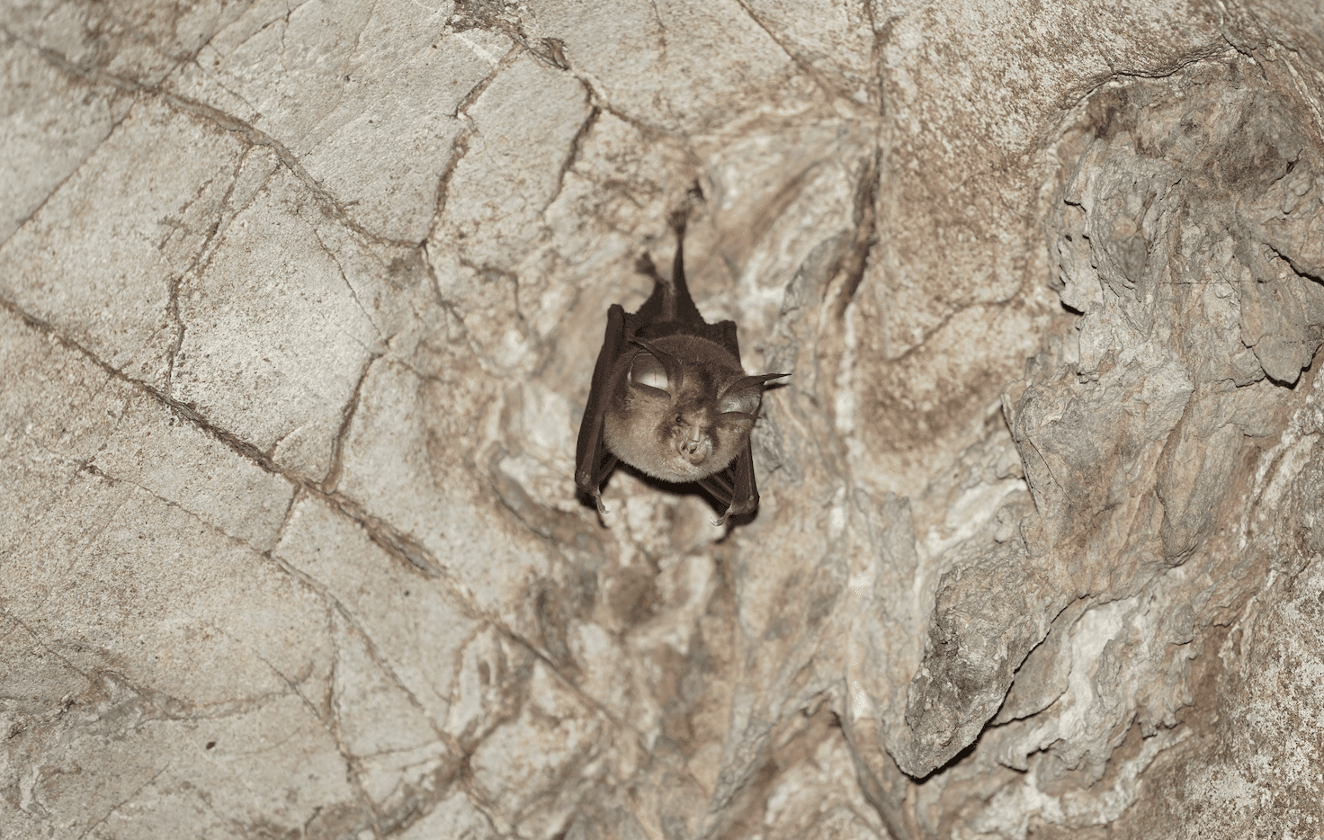 El murciélago abejorro: el mamífero más pequeño del mundo se encuentra en Tailandia