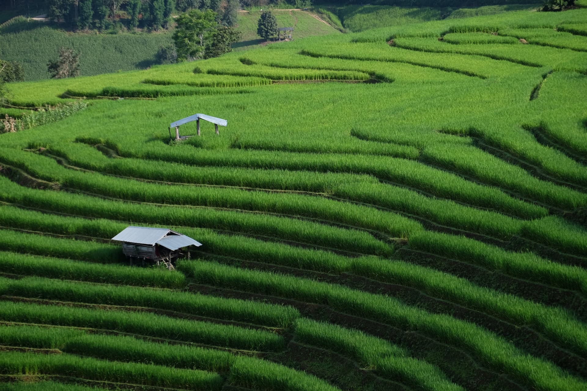 Estancia en Ban Pa Pong Piang en los arrozales en terraza más hermosos de Tailandia