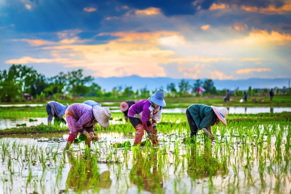Agroturismo y Turismo Verde en Tailandia