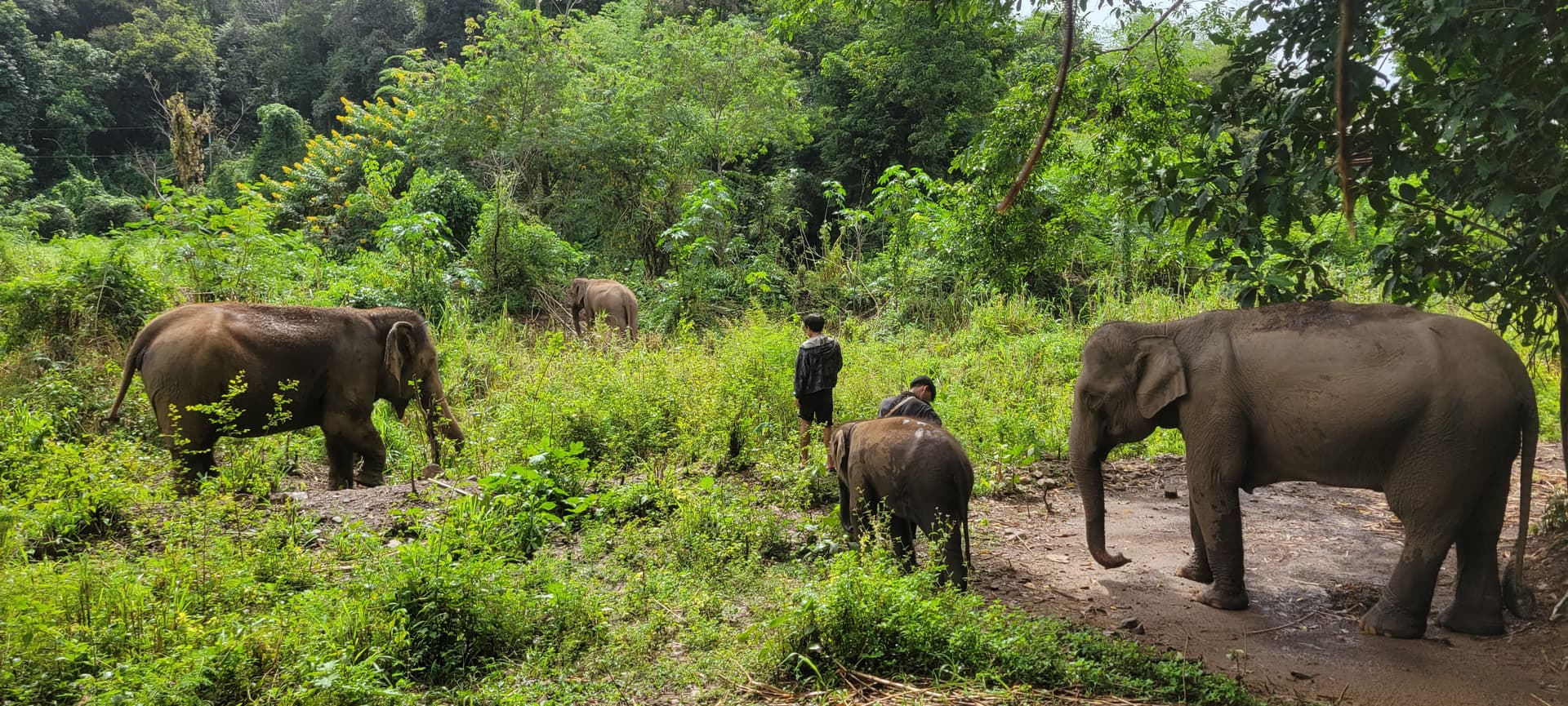 Visitar Chi Jungle Man: un día con los elefantes cerca de Chiang Mai