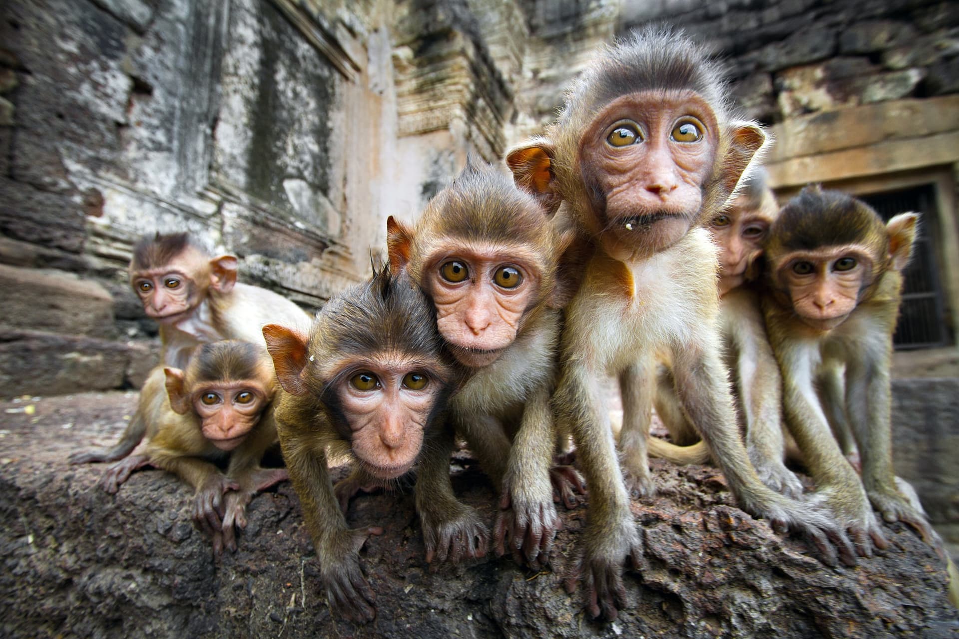 ¿Qué animales se pueden ver en Tailandia?