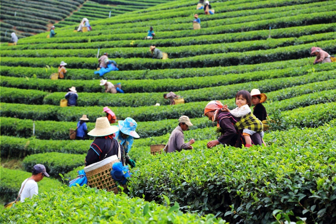 Descubriendo las magníficas plantaciones de té del norte de Tailandia