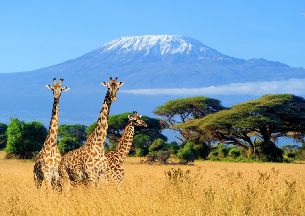 Machame Route : 8 jours dont 7 jours / 6 nuits dans la montagne