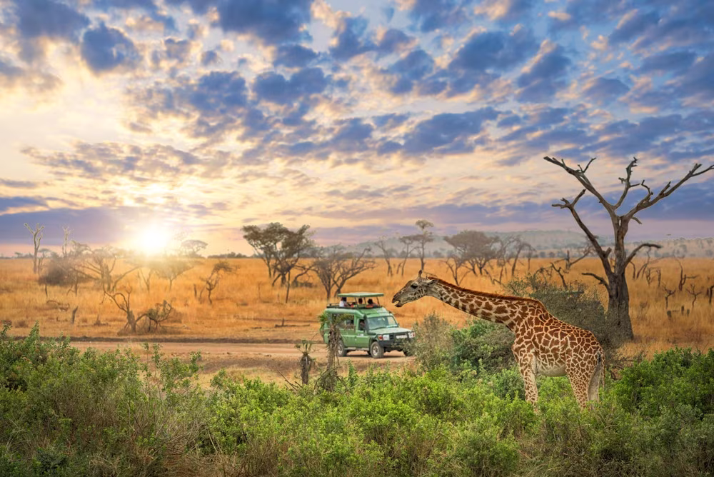 Esencial de Tanzania