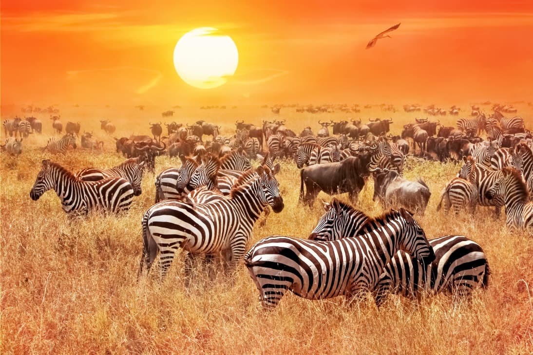 Grande Tanzanie