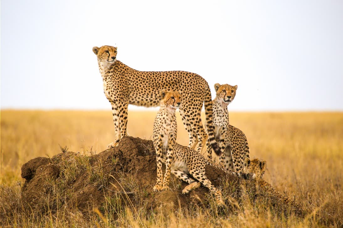 Out of Africa