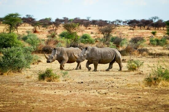 Etosha / Otjiwarongo