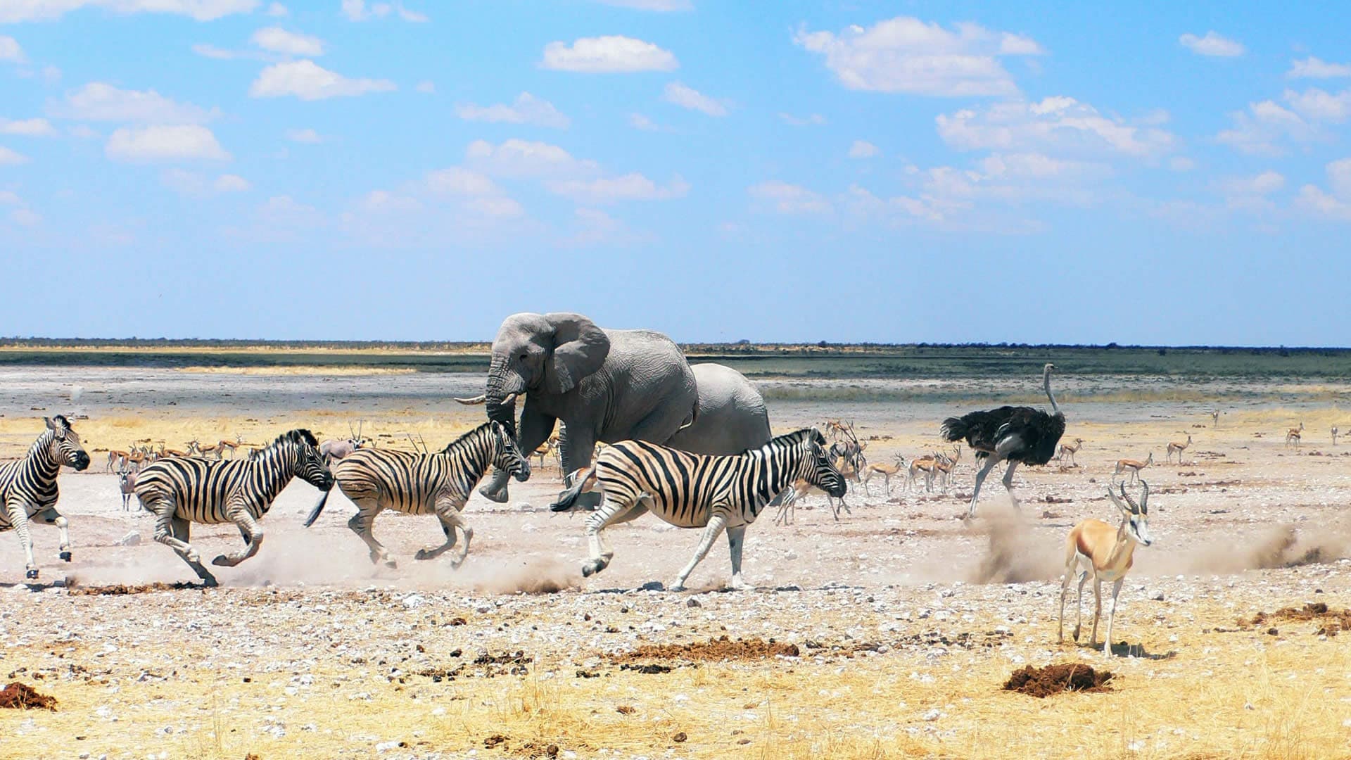 Damaraland Camp / Etosha