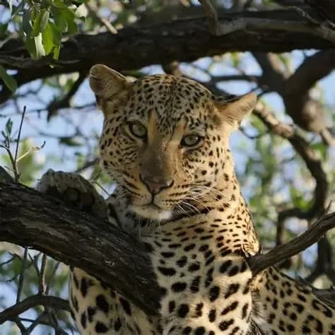 Safari en búsqueda de los leopardos