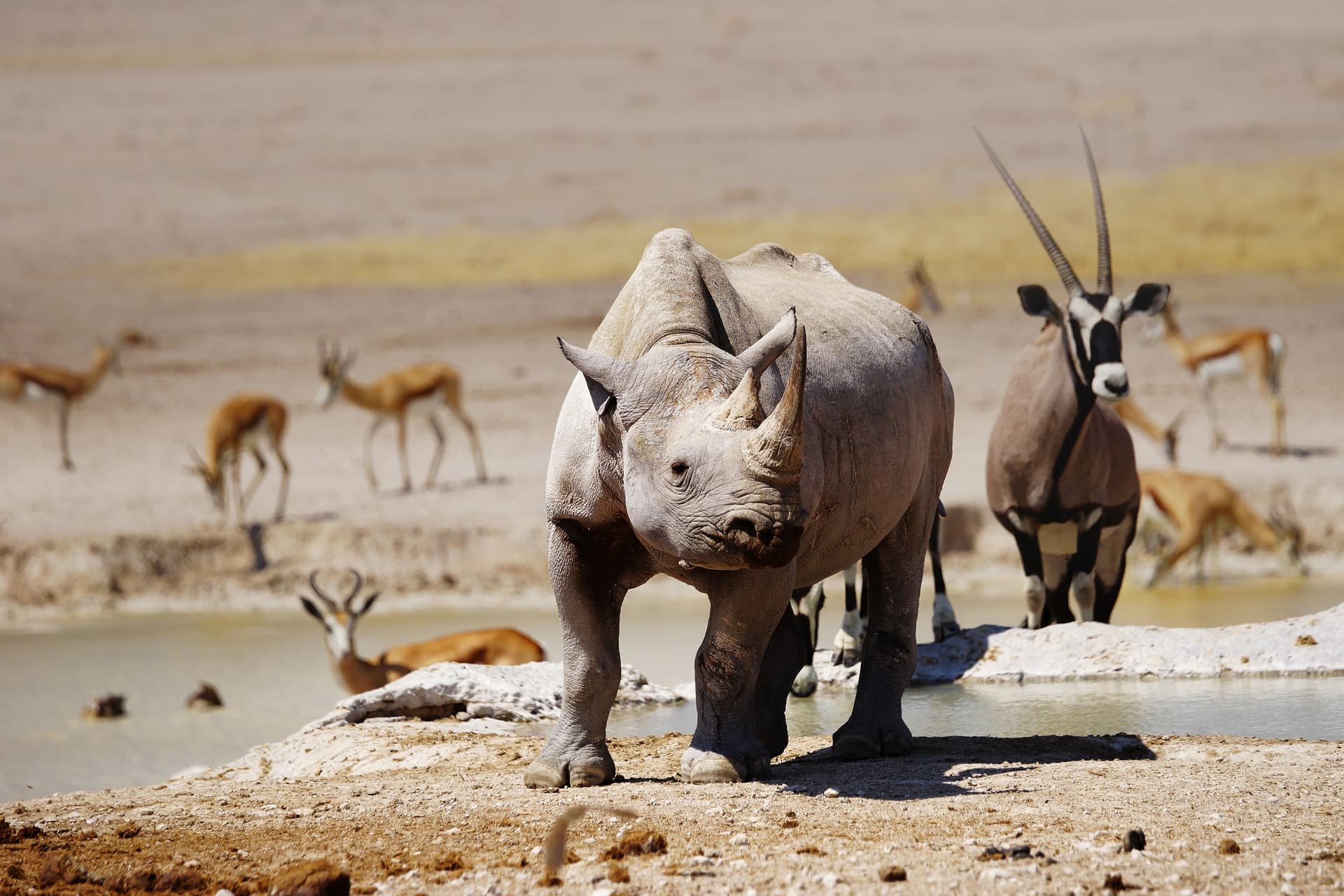 Etosha - Onguma Private Reserve