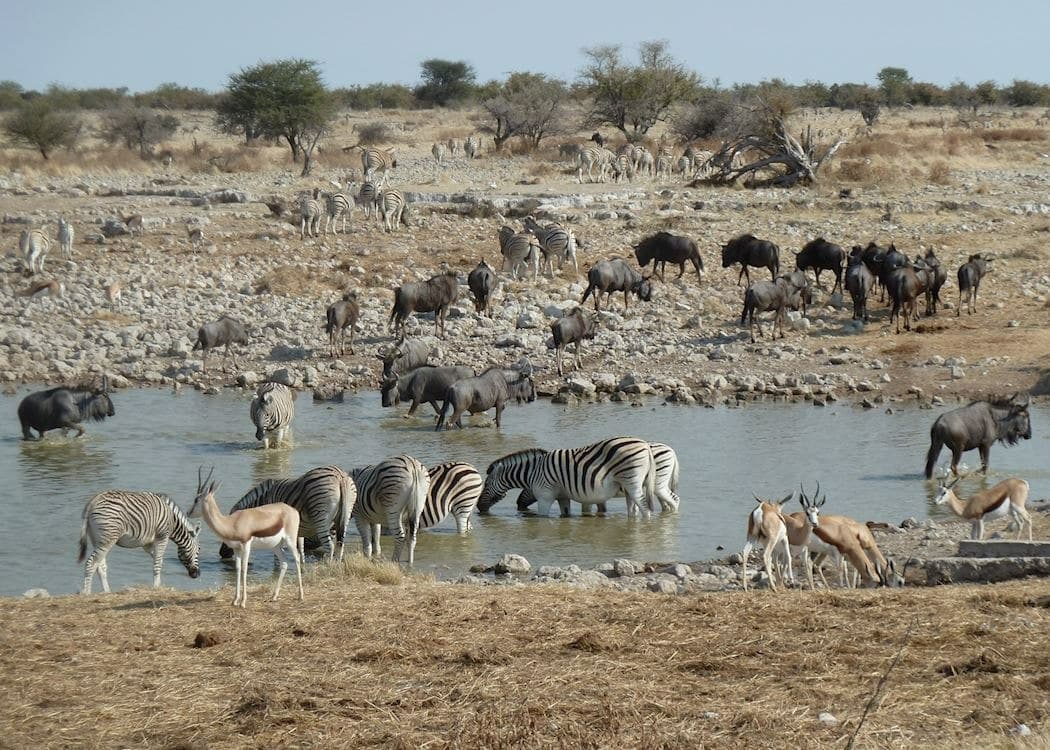 Damaraland Camp / Etosha