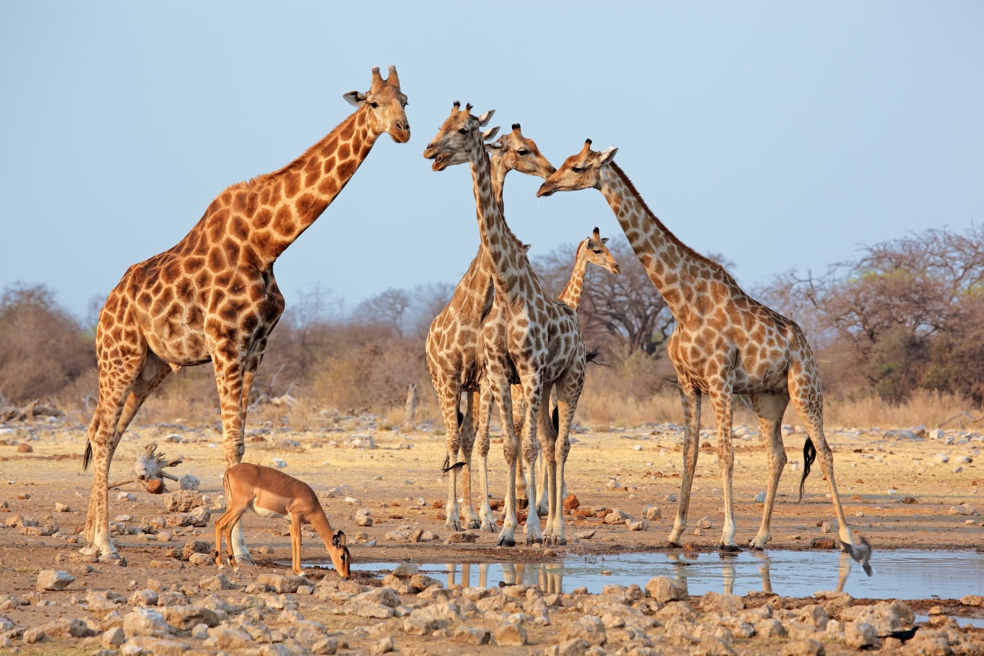 Etosha Sur