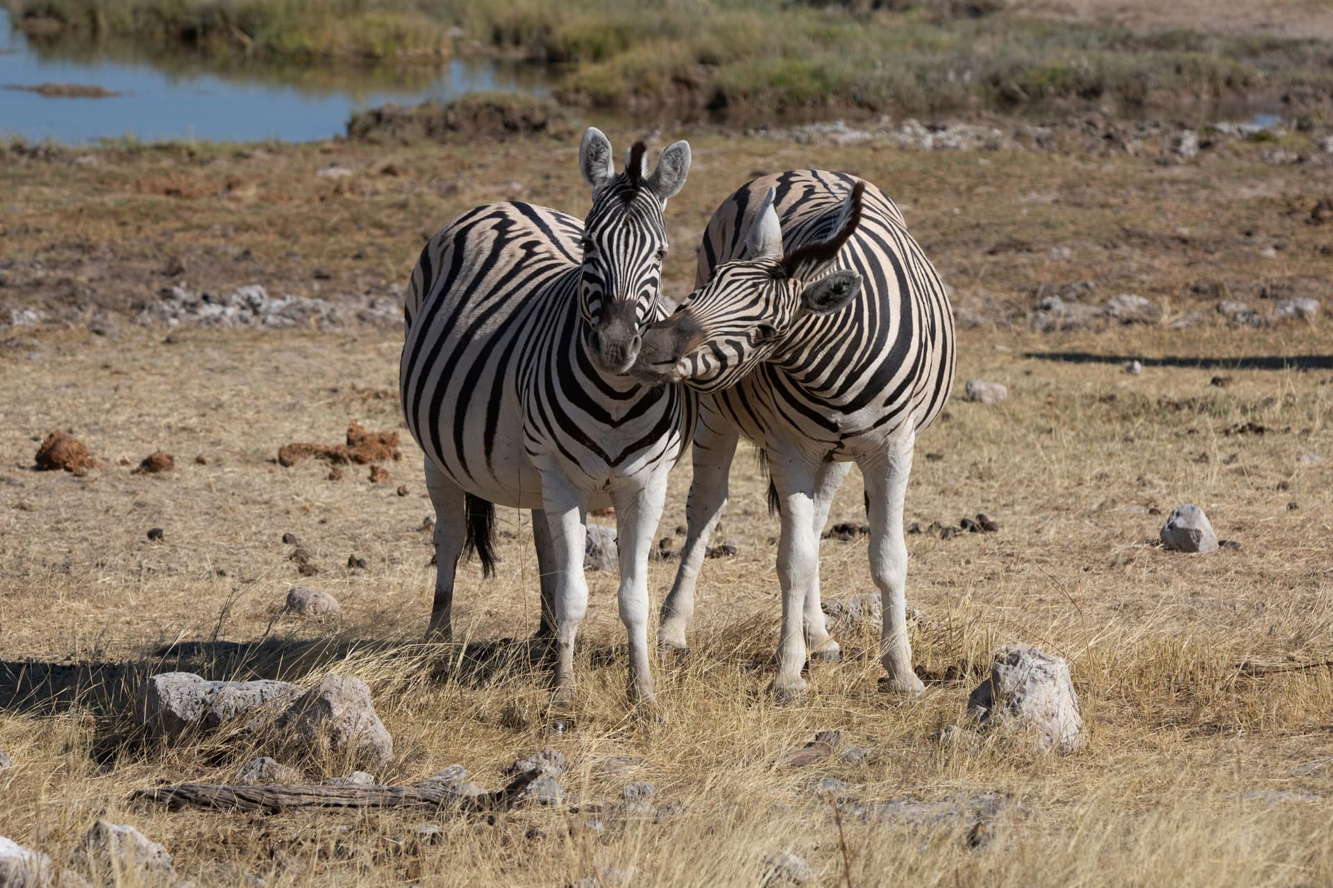 Namibia, Chobe & Victoria Falls (guía de habla hispana)
