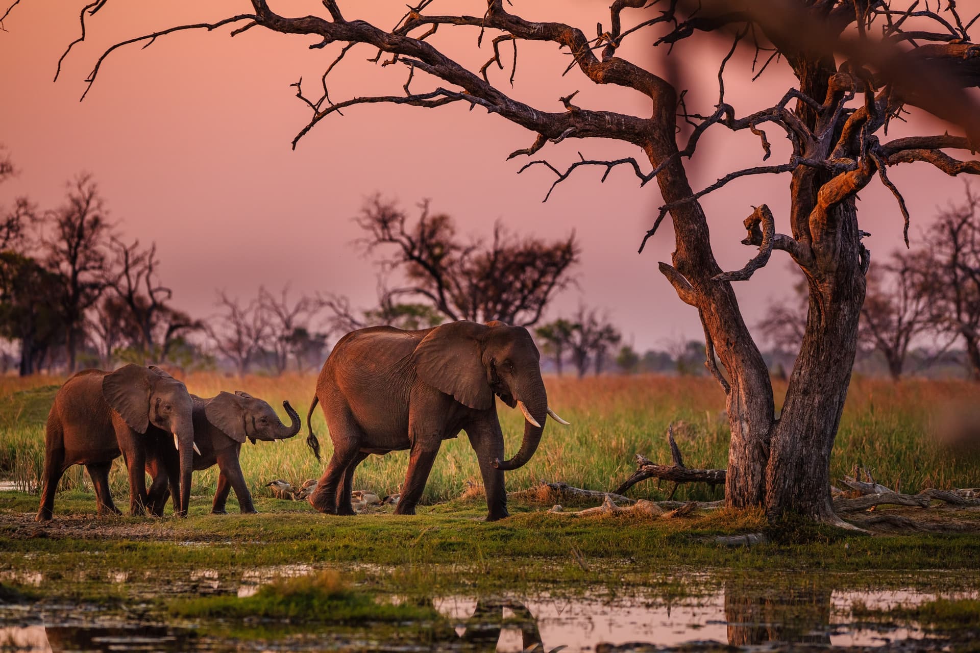 Al descubrimiento de los bushmen y del Delta del Okavango