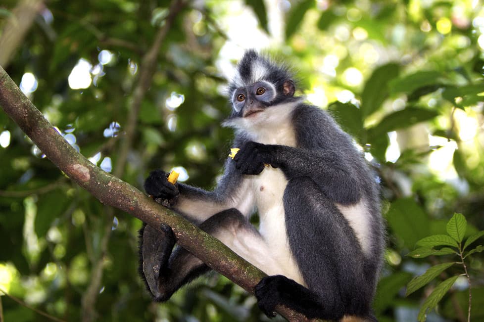 Parc National du Mt Leuser