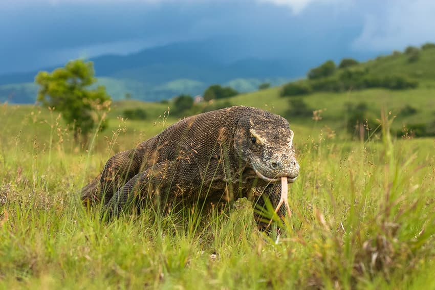 Bali, Flores y Komodo esenciales