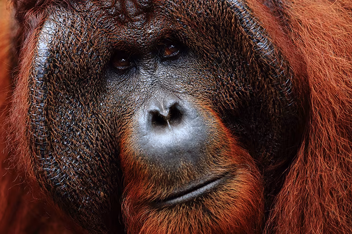 Borneo: encuentro con los últimos orangutanes (en rehabilitación)