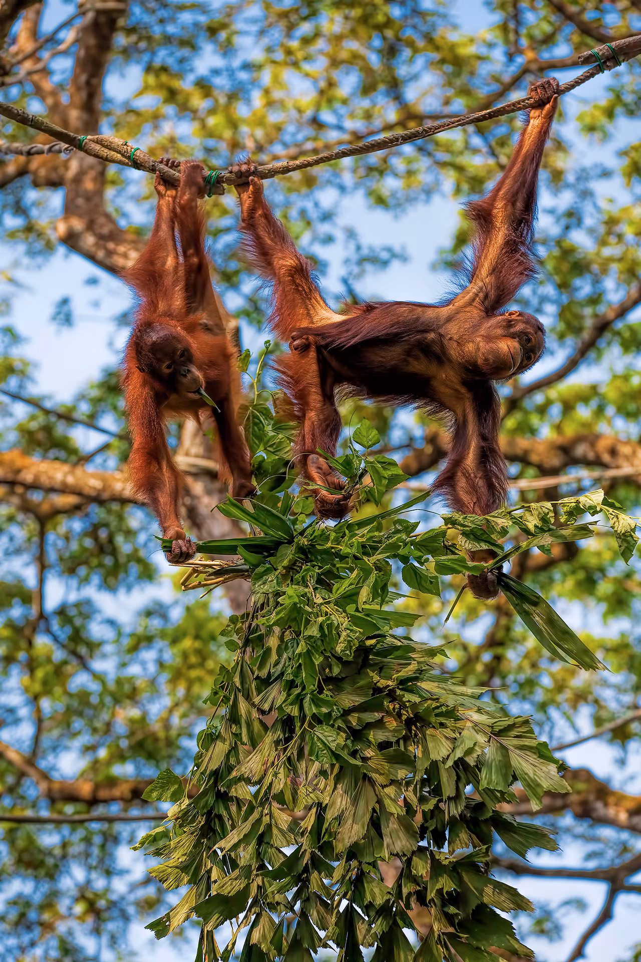 Borneo: Los últimos orangutanes (en libertad)