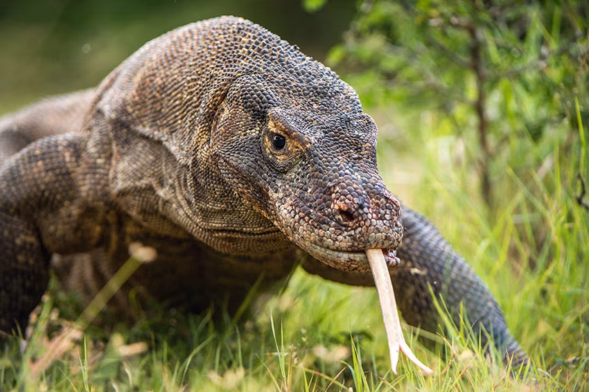 Crucero «zen» en Komodo (4 días)