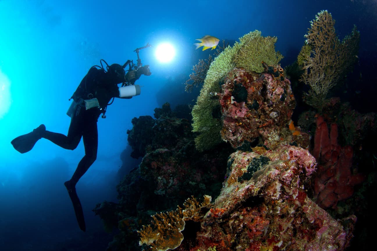 Safari de Buceo y Snorkel en Menjangan