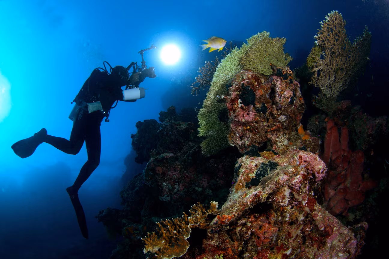 Safari de Buceo y Snorkel en Menjangan